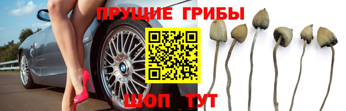 Галлюциногенные грибы мицелий Дедовск